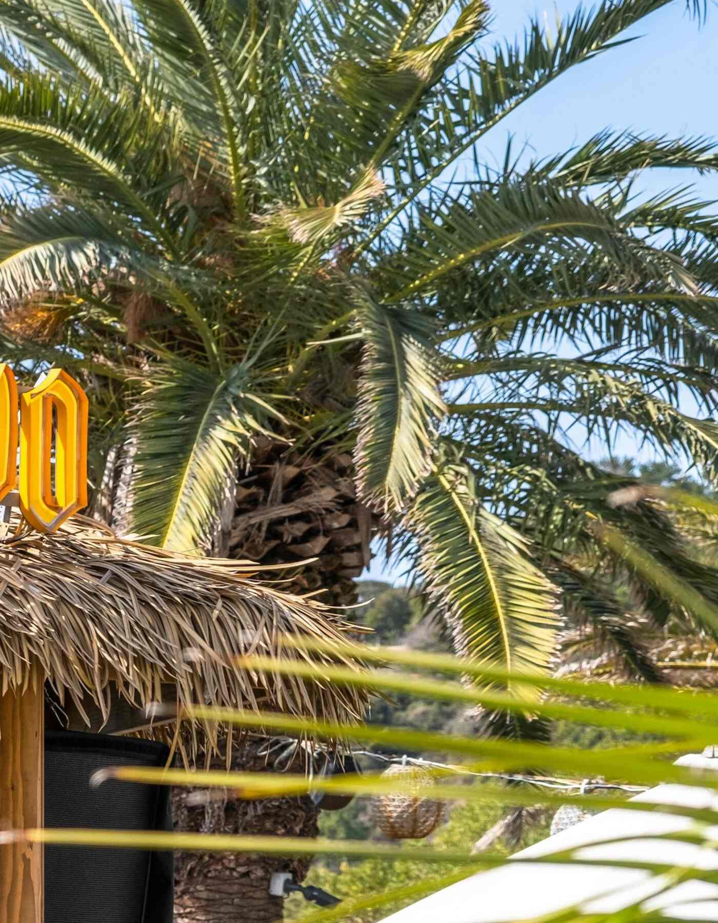 Palmeras y terraza mediterránea como imagen temporal de ambiente